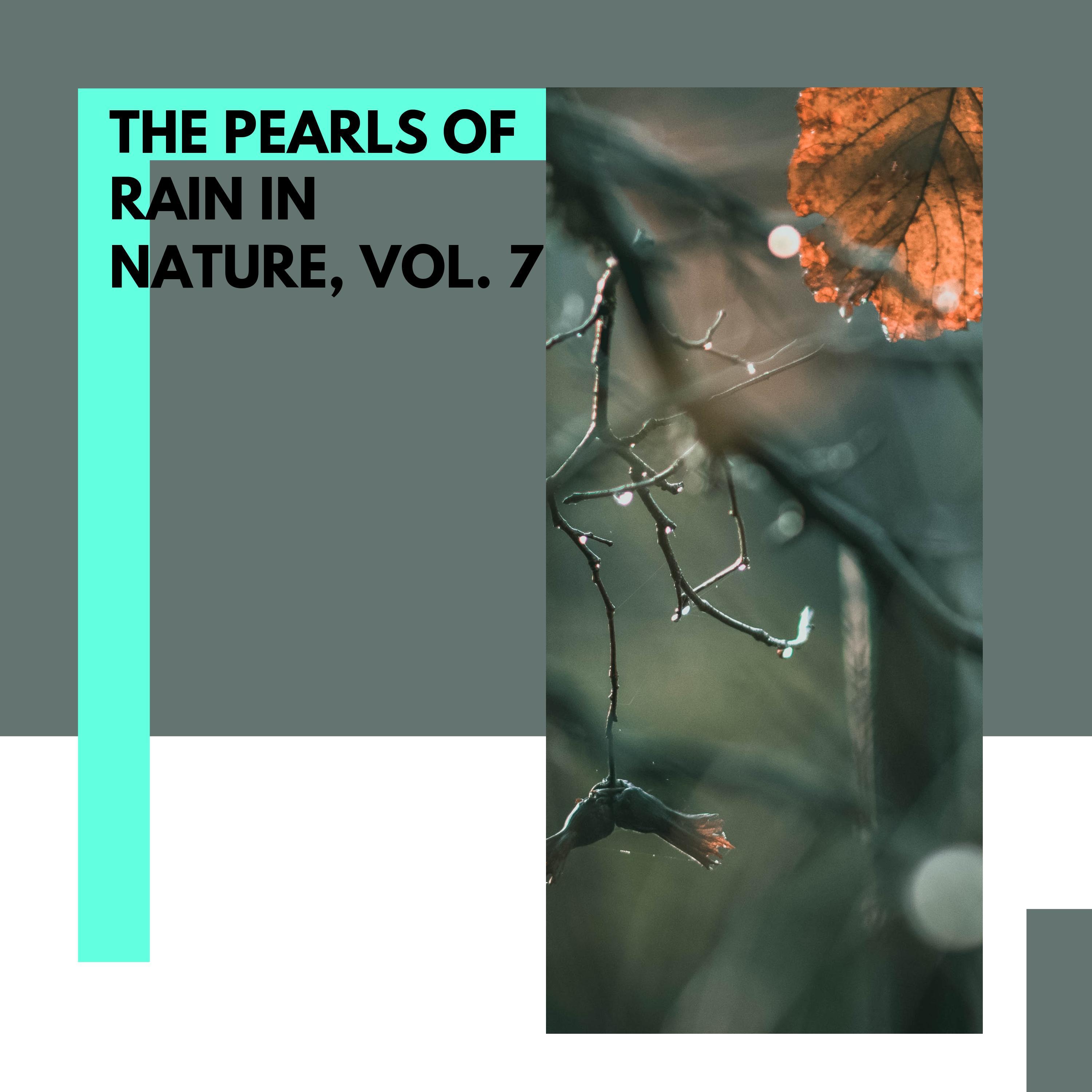 Lush Forest Ambience