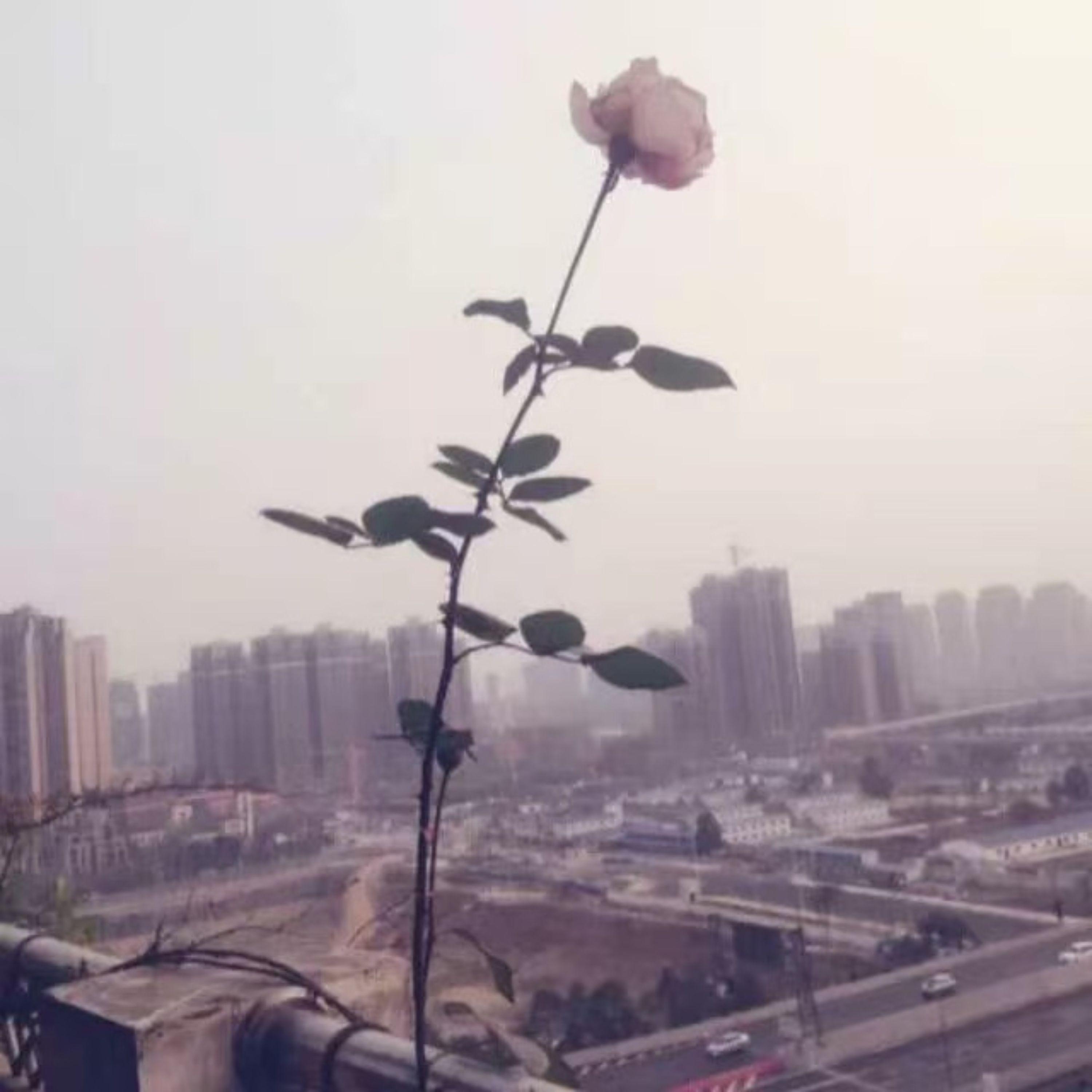 再见夏天 - 如果天晴封面