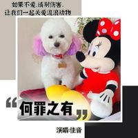 佳音 - 何罪之有