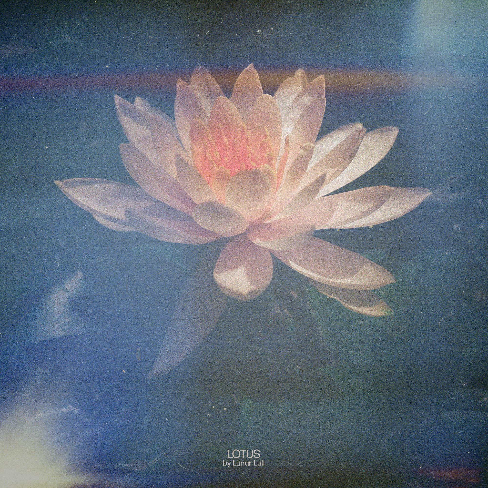 Lotus