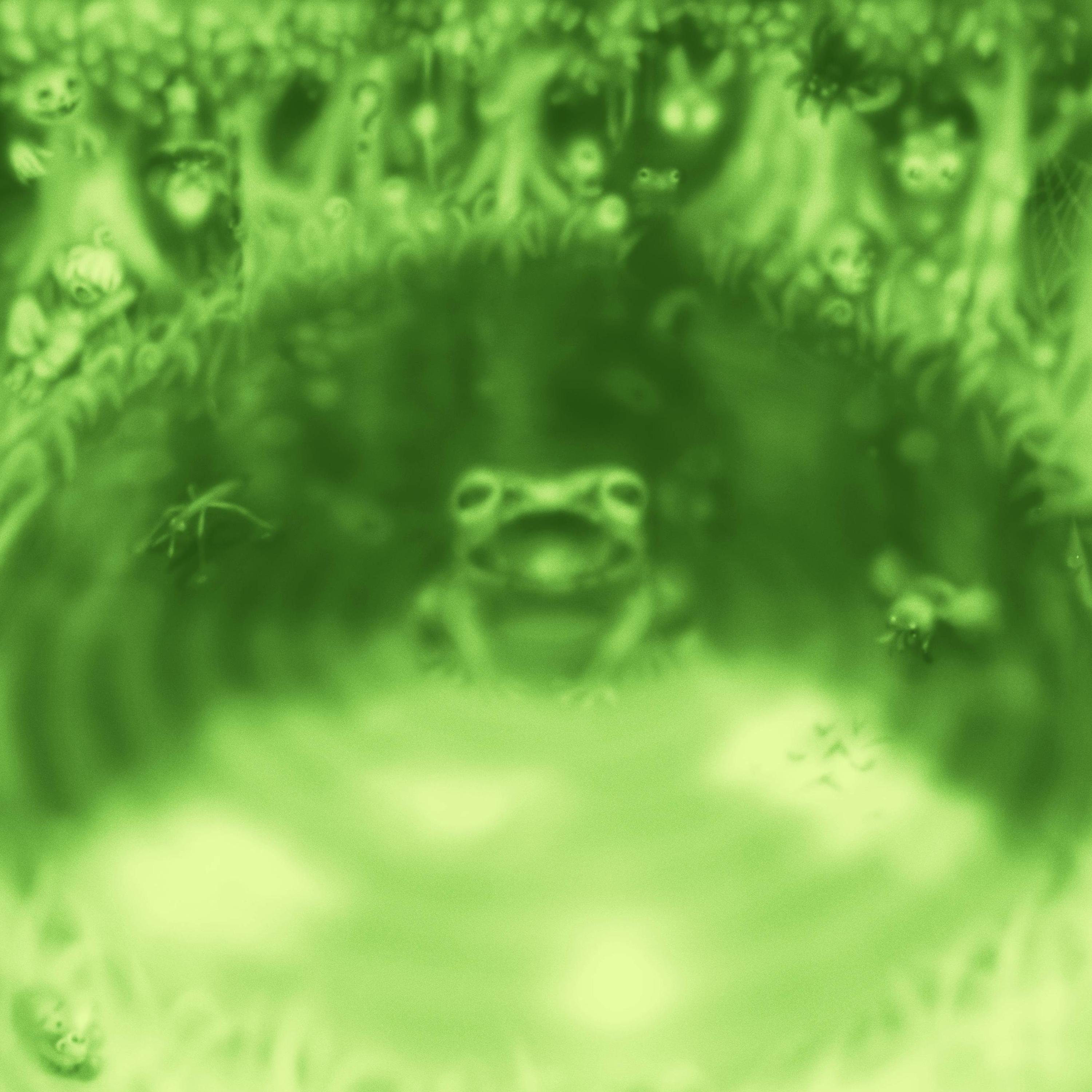 Frog Lake Catnip Cloud 专辑 网易云音乐