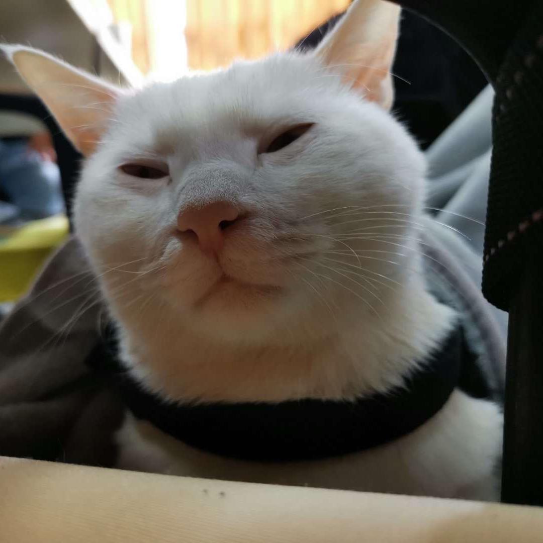 猛男情歌 - 悲伤玉米豆腐猫砂封面
