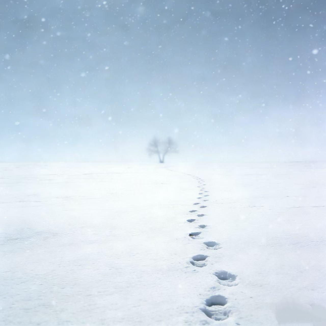 认真的雪封面
