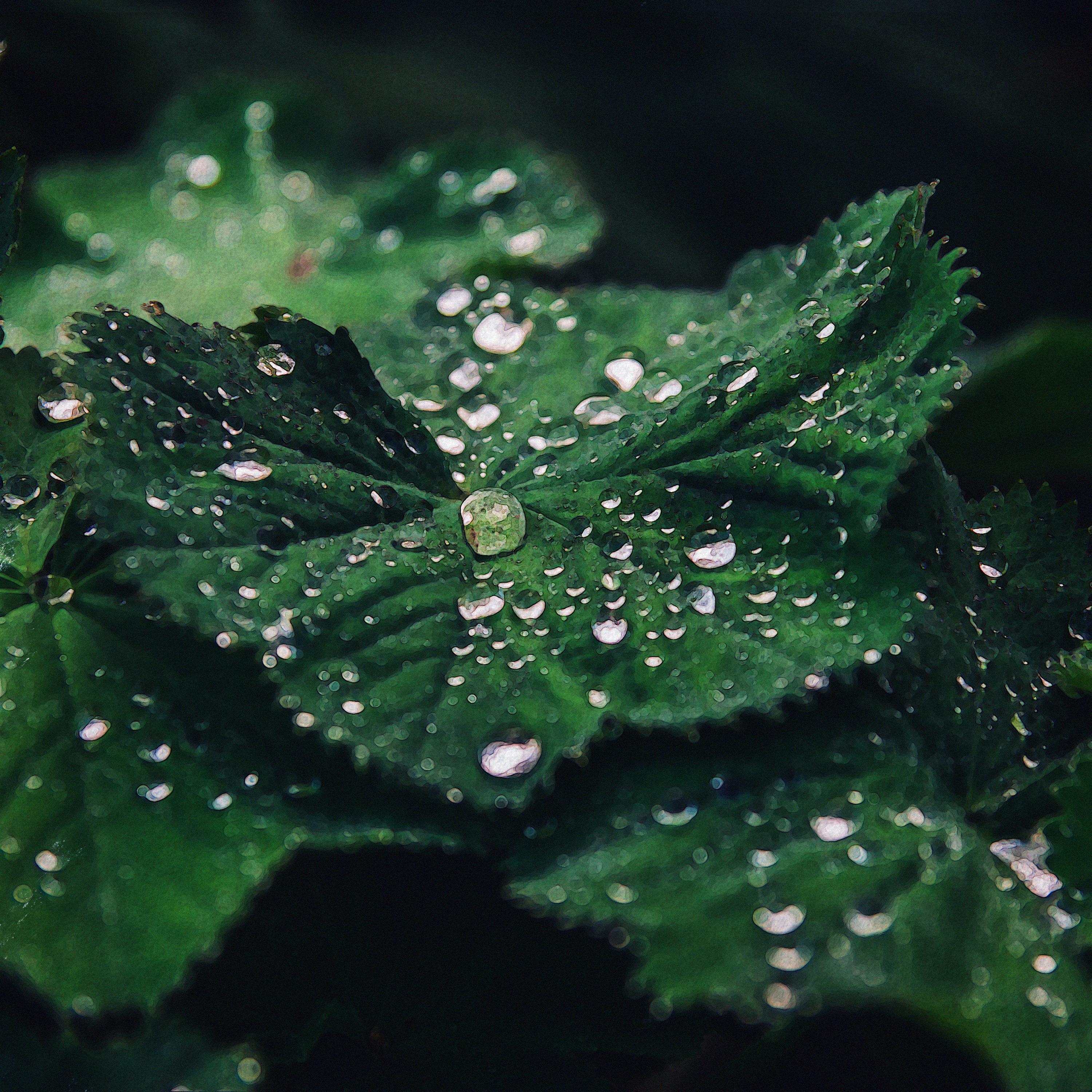 nocturno I (Rain Version)