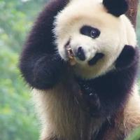柯柯柯啊资料,柯柯柯啊最新歌曲,柯柯柯啊MV视频,柯柯柯啊音乐专辑,柯柯柯啊好听的歌