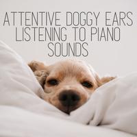 Attentive Doggy Ears Listening to Piano Sounds