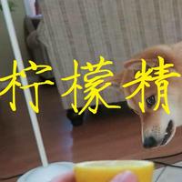 拯救世界的狗子 - 柠檬精之歌