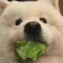 Floats风千