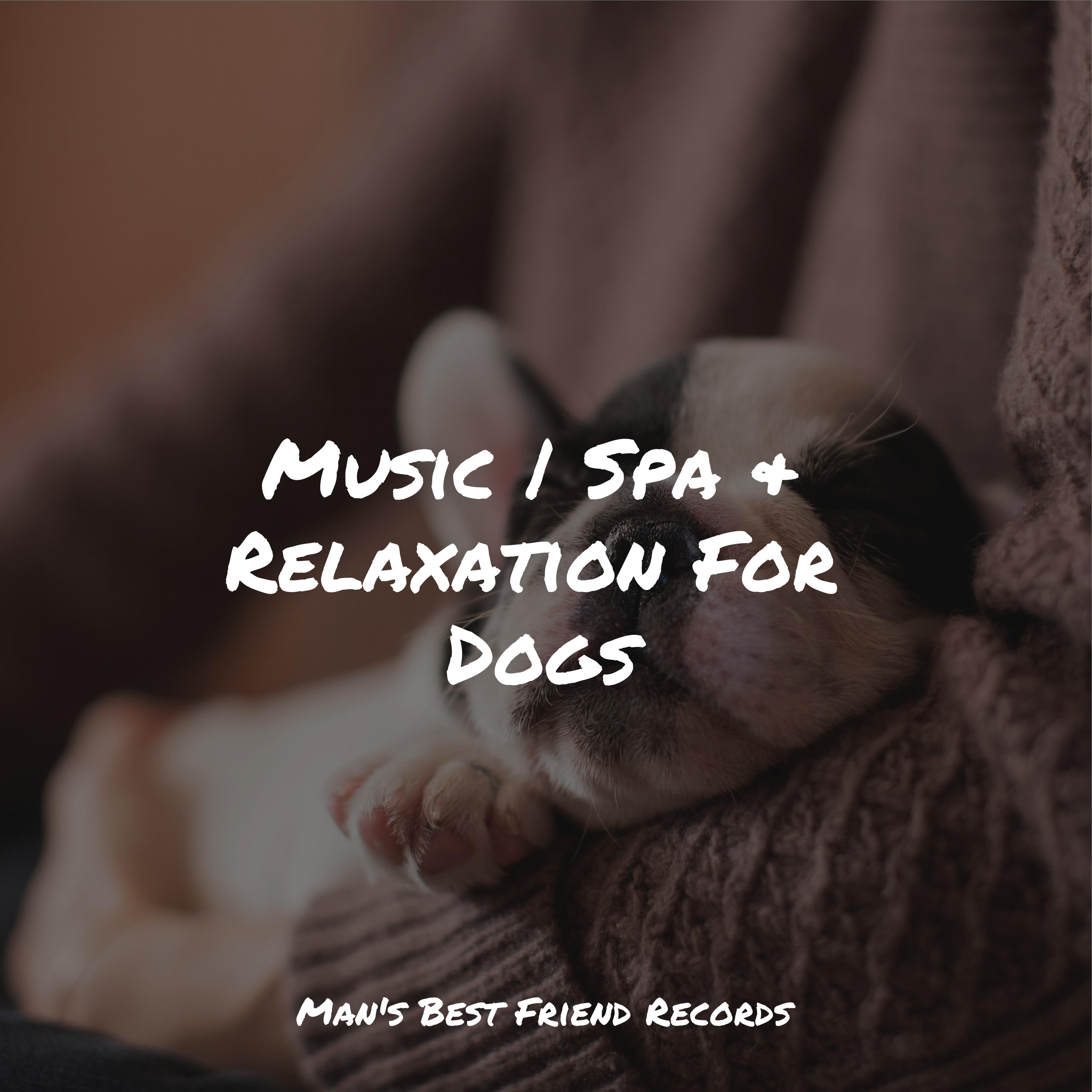 Lucid - Music for Calming Dogs/Jazz Music Therapy for Dogs/Calm Doggy ...