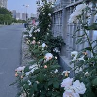 日落资料,日落最新歌曲,日落MV视频,日落音乐专辑,日落好听的歌