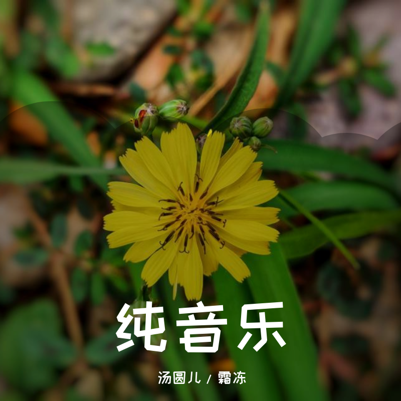 亮剑BGM(大提琴) - 请叫我汤圆、/霜冻封面