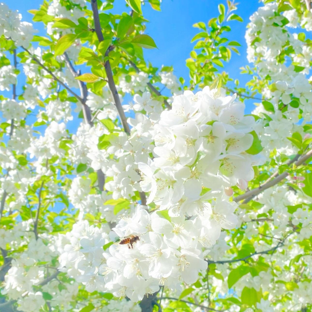 春序(Spring Sequence)