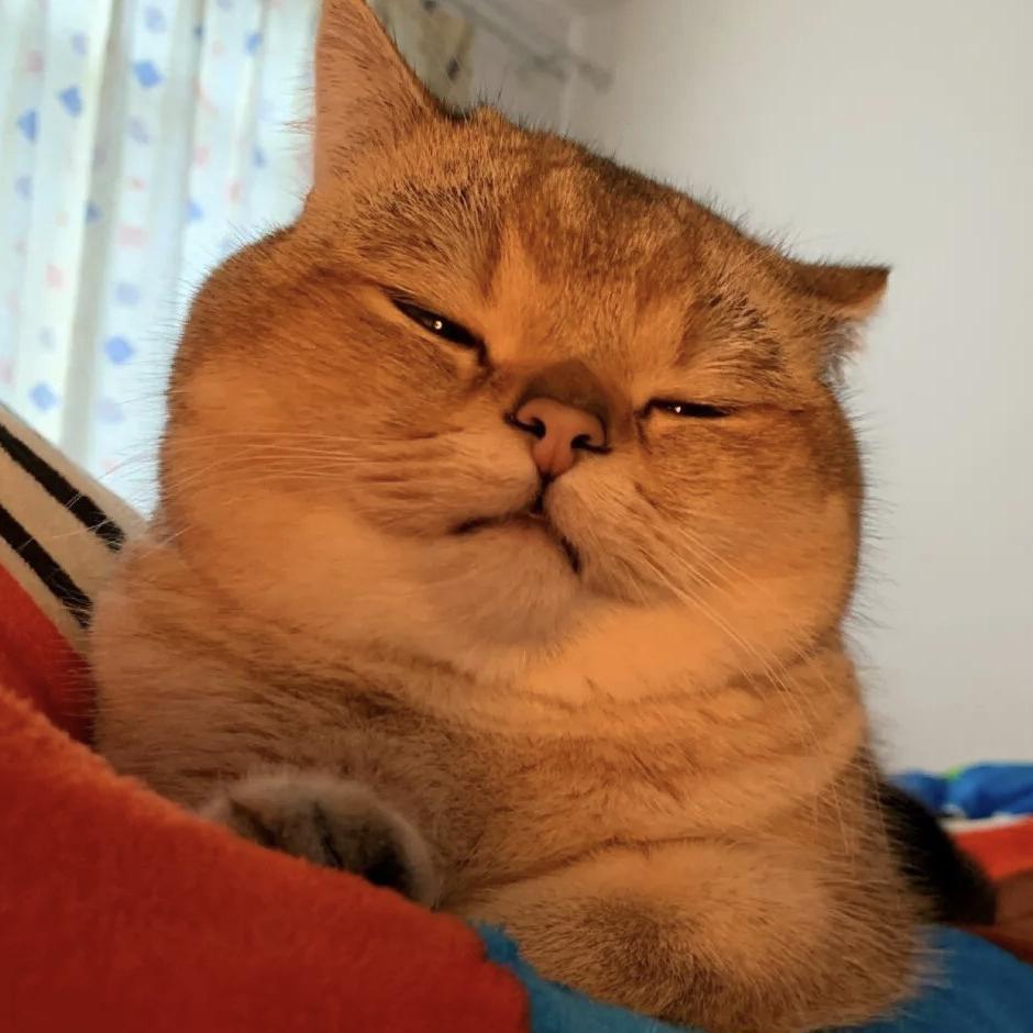 不想懂得封面