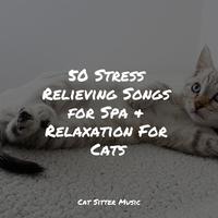 50 Stress Relieving Songs for Spa & Relaxation For Cats