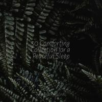 50 Comforting Collection for a Peaceful Sleep