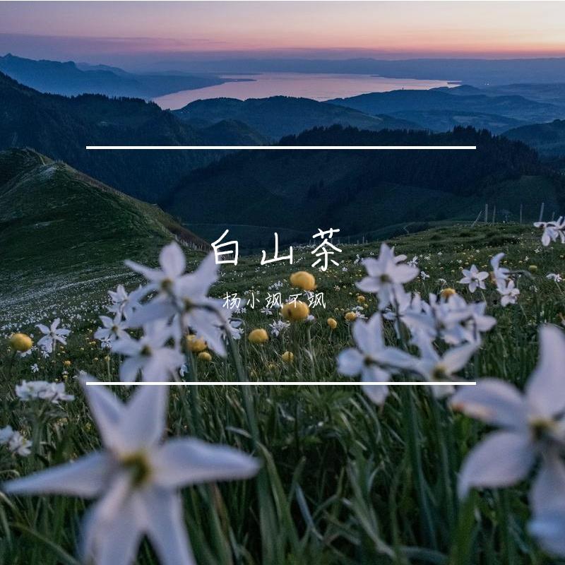 白山茶（cover陈雪凝） - 山药豆子封面