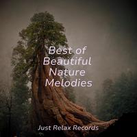 Relajación - Blushing Petals Parade