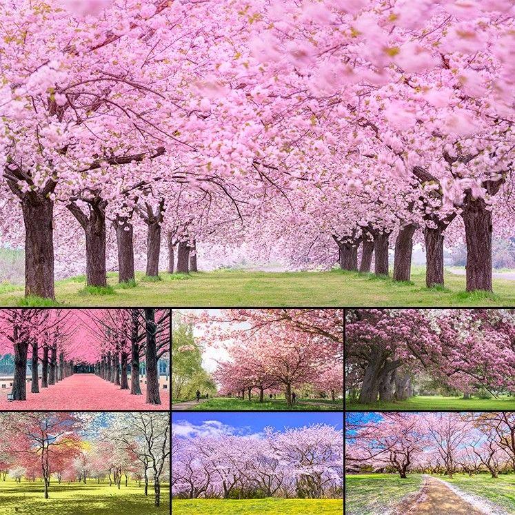 幸福的姑娘 (22)