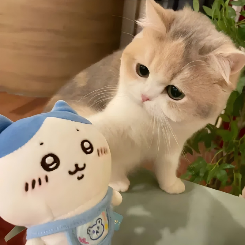 星星的眼泪封面