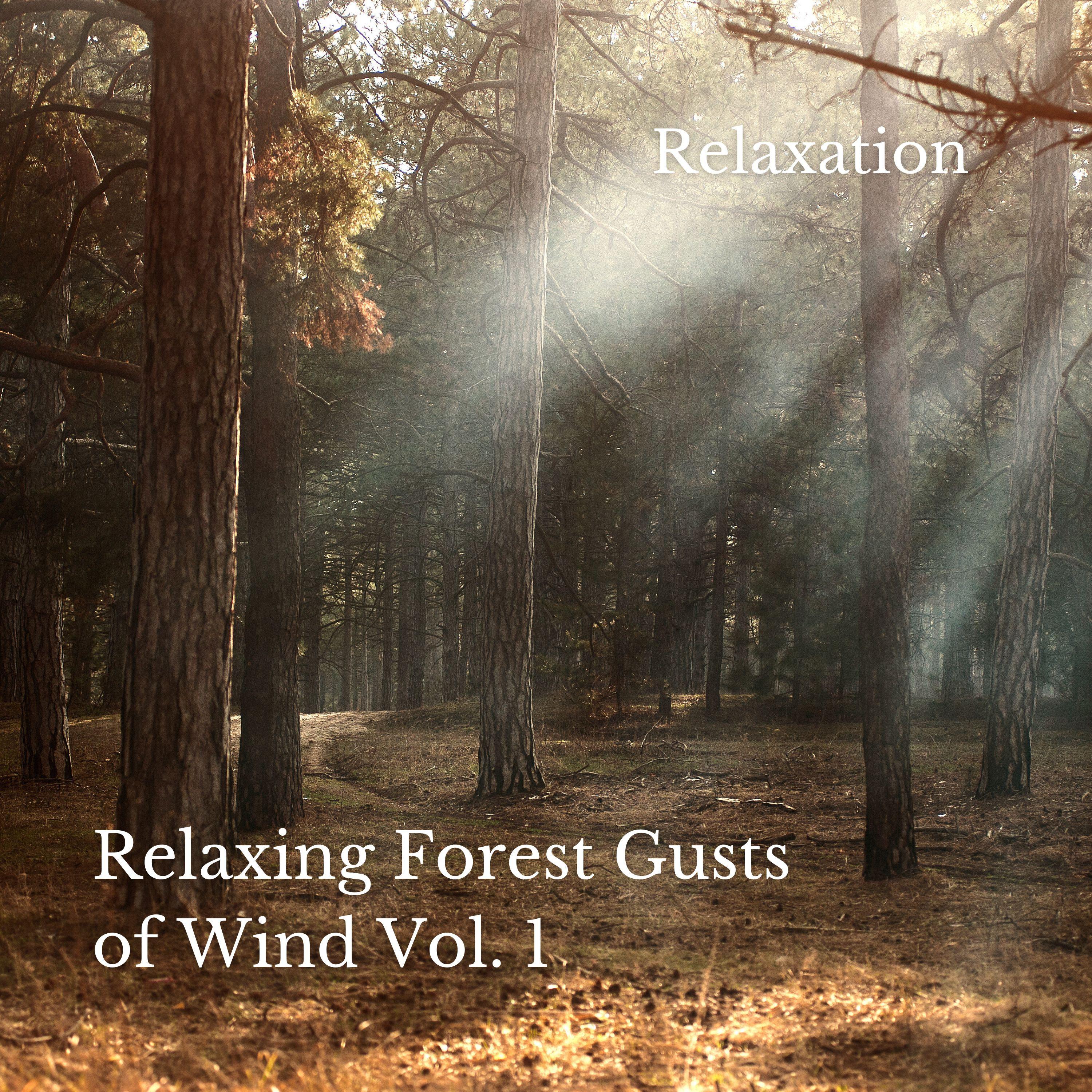Leaves in the Wind_Cat Music Therapy_Relaxation: Relaxing Forest Gusts of Wind Vol. 1 | 在线播放_Leaves in the Wind歌词_Leaves in the Wind下载 | 网易云音乐