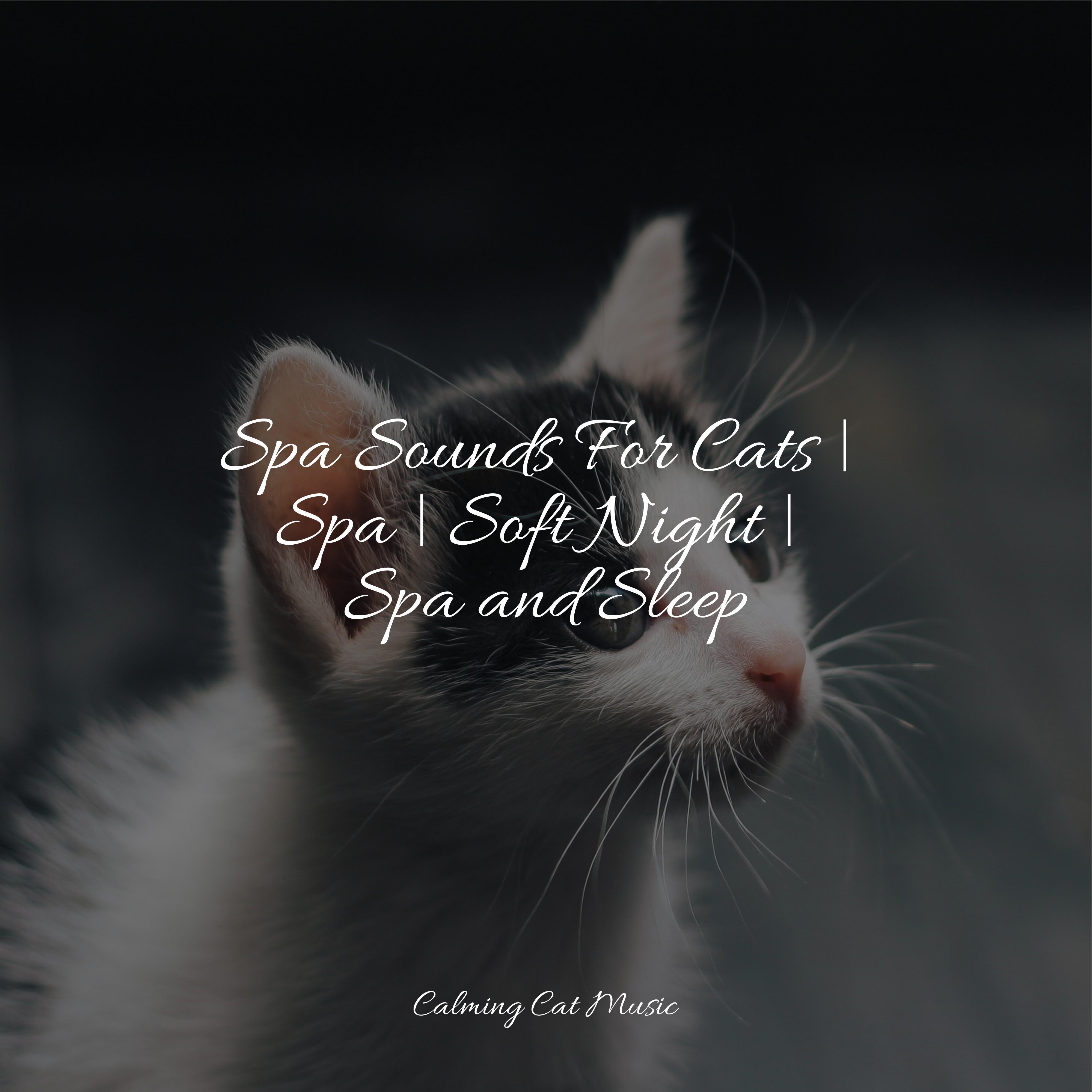 Calm & Comfortable Music For Cats/Cat Music Experience/Cats Music