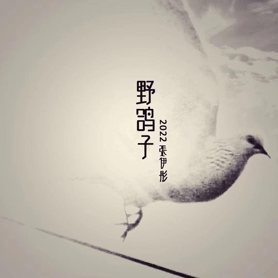 野鸽子 (伴奏)封面