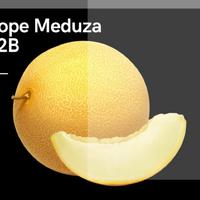 Dope Meduza