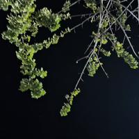 花火火