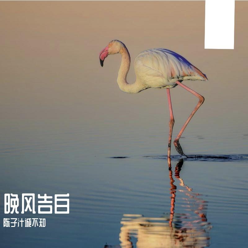 晚风告白 伴奏封面