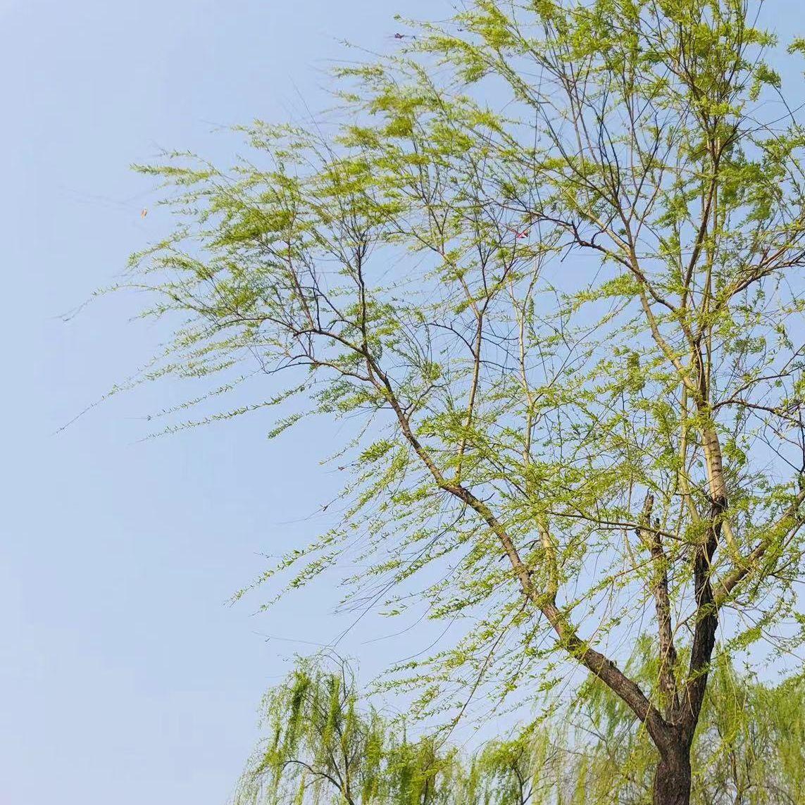 或是一首歌封面