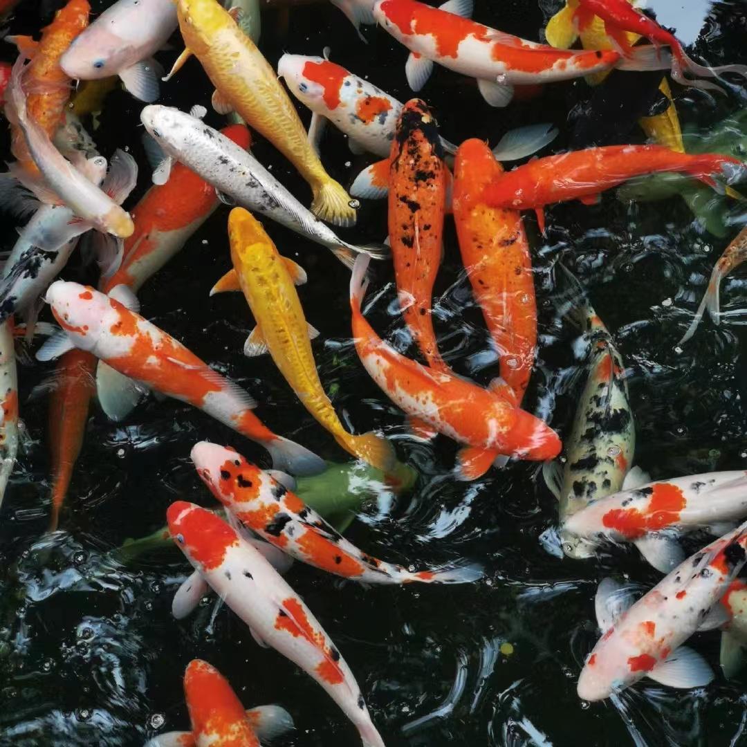 [Free] " 寒山寺(HanShan Temple) " " Gunna Type Beat "