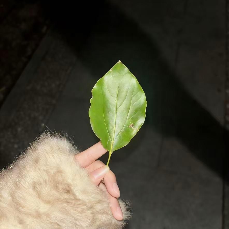 爱念封面