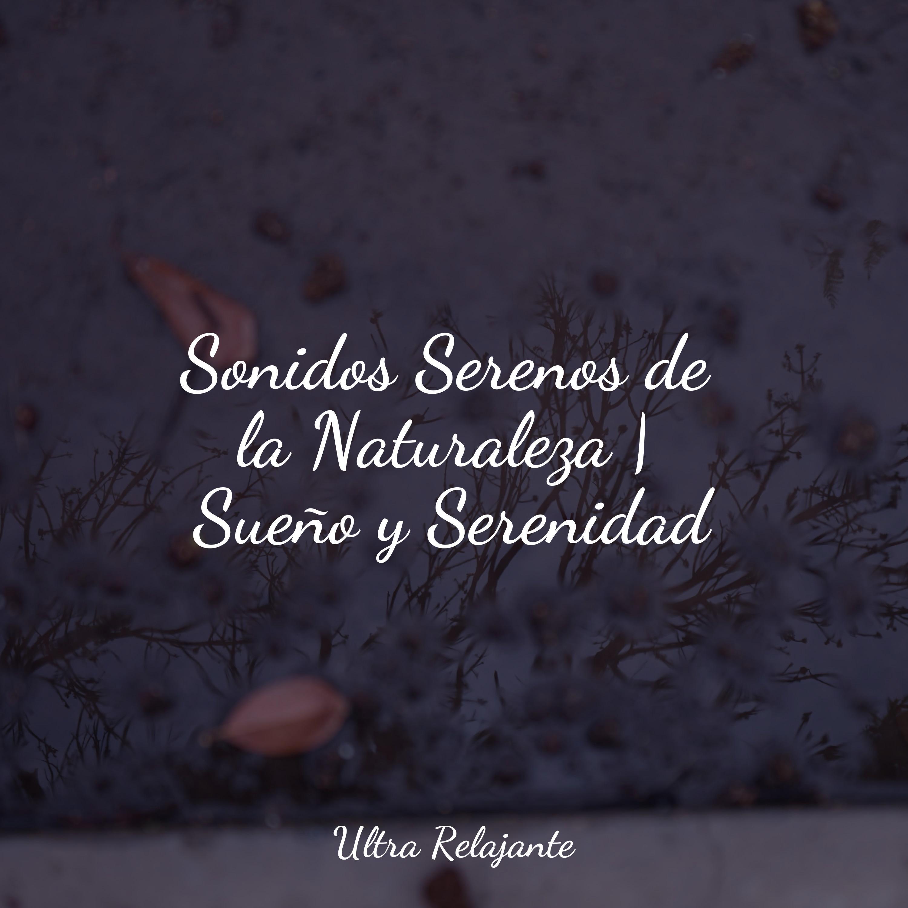 sonidos serenos de la naturaleza | sueño y serenid