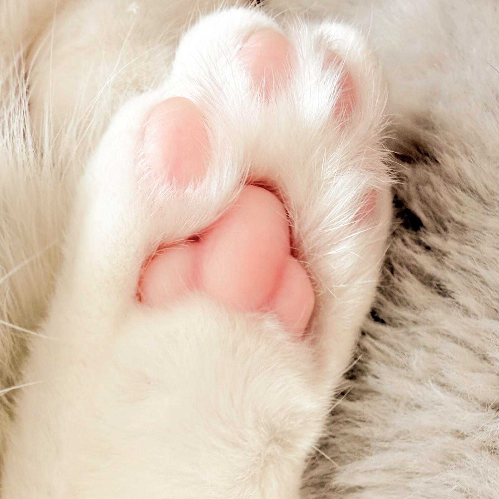 結婚するなら猫好きの人封面