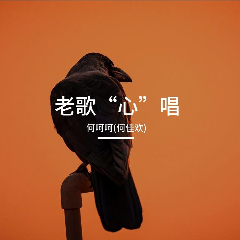 涛声依旧封面