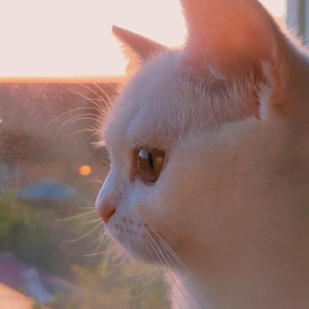 安静学习丨白噪音丨自然声音丨火车环境