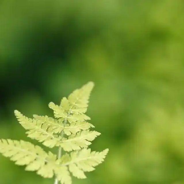 故事重写 - 彼岸花落封面