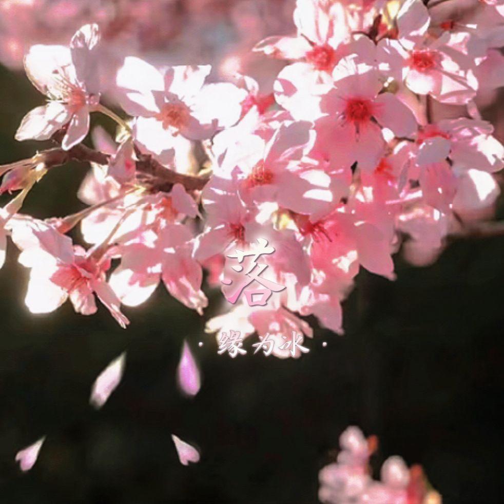落0.8X(DJ 版)封面