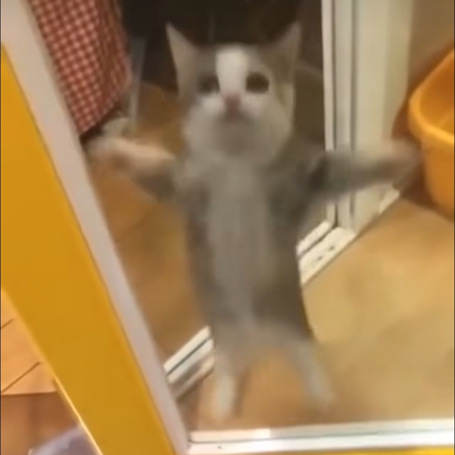 happy猫 happy快乐一整天