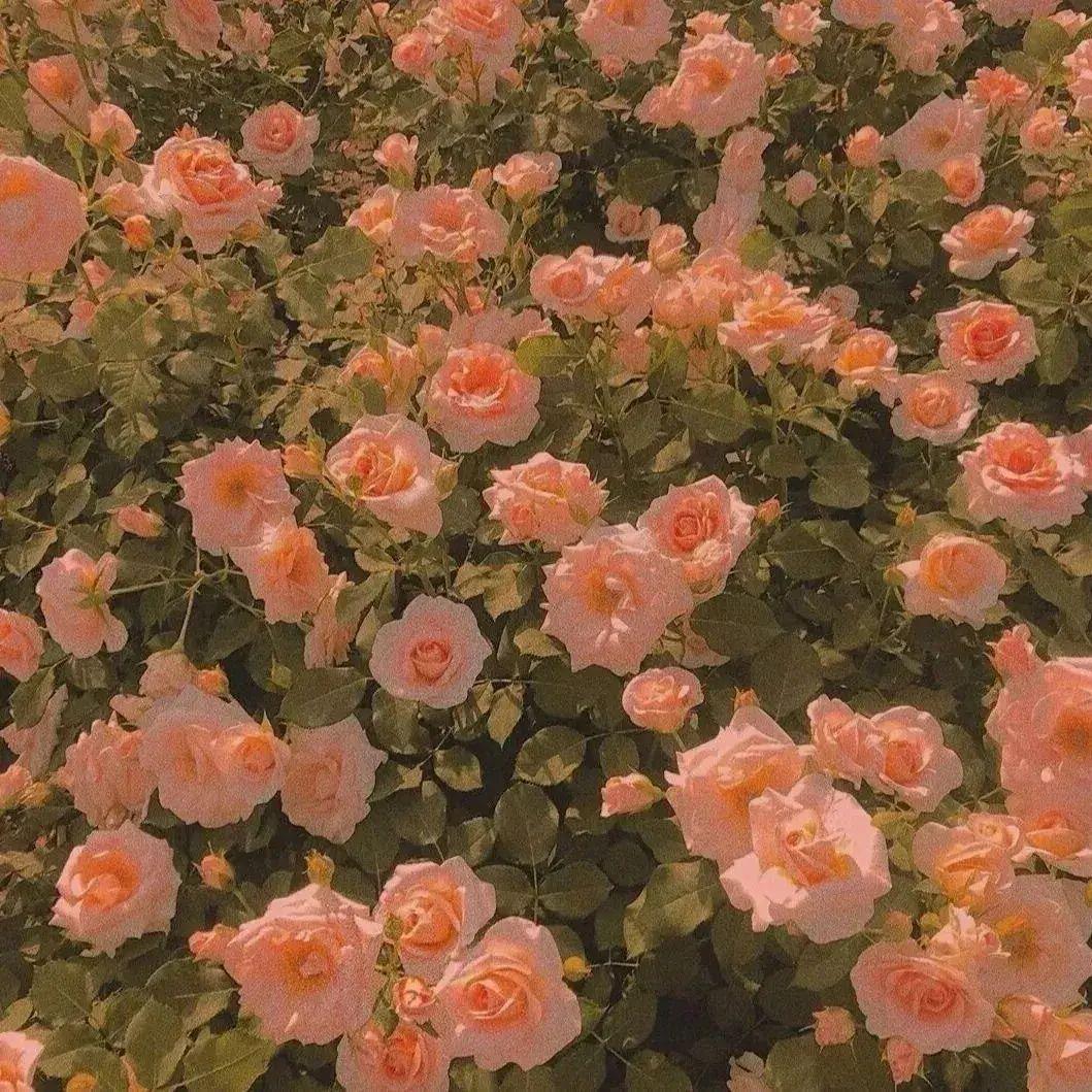 枯木不逢春 伴奏封面