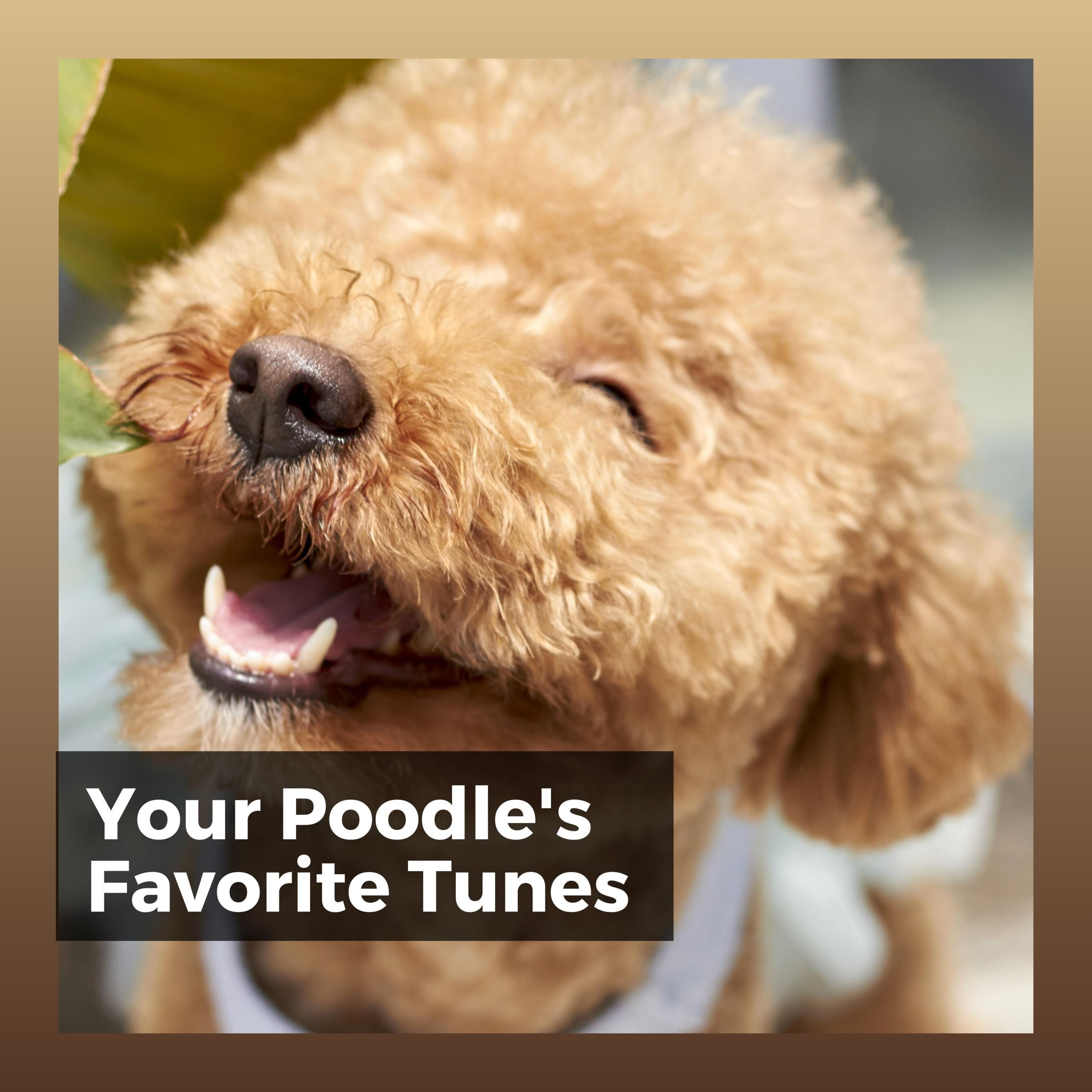 exercise-buddies-calming-music-for-dogs