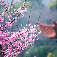 桃花庵下