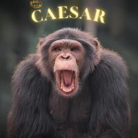 Caesar