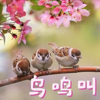 鸟鸣叫 – 内心平静的大自然音乐，鸟儿歌曲，放松音乐