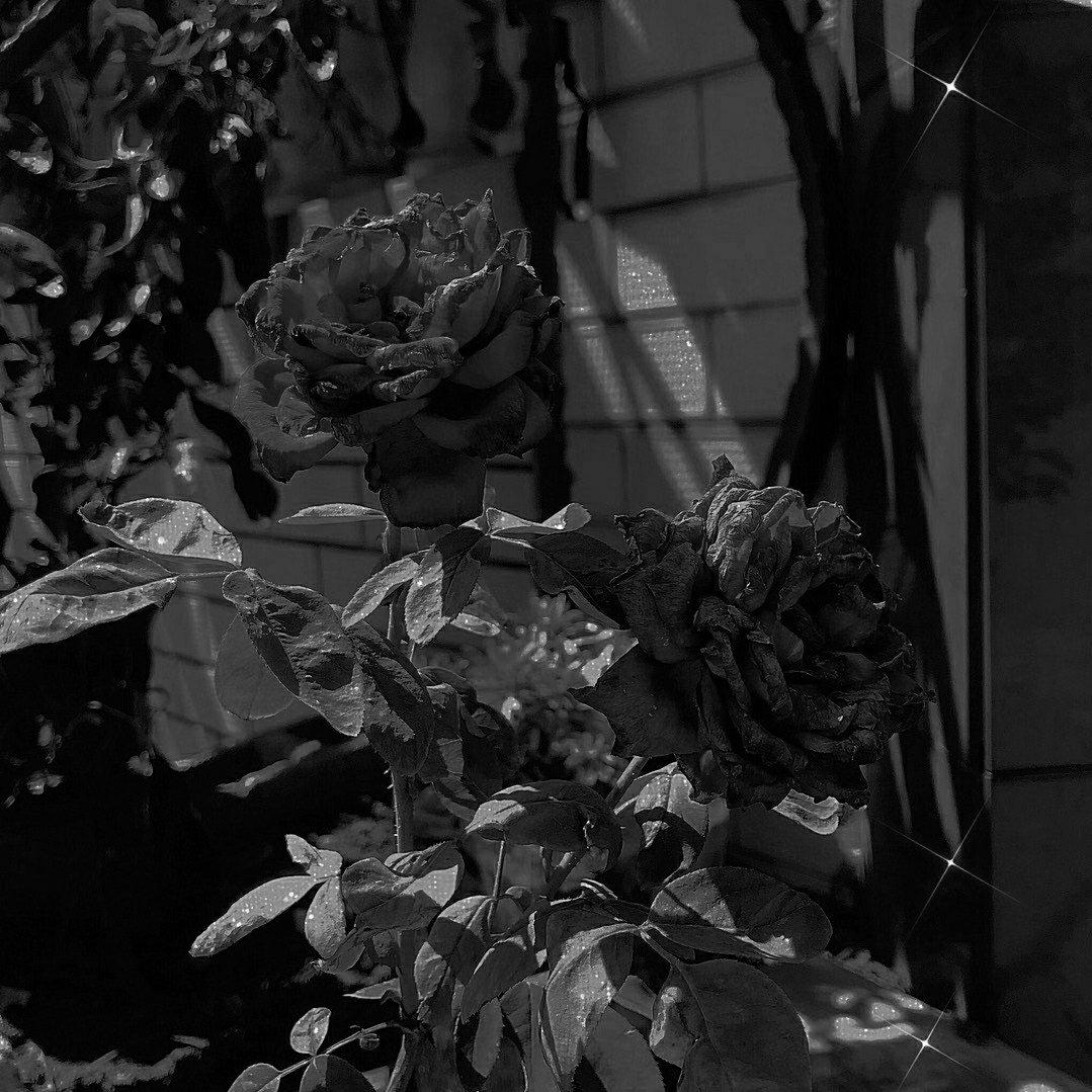 纪录片 Documentary