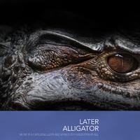 Later Alligator