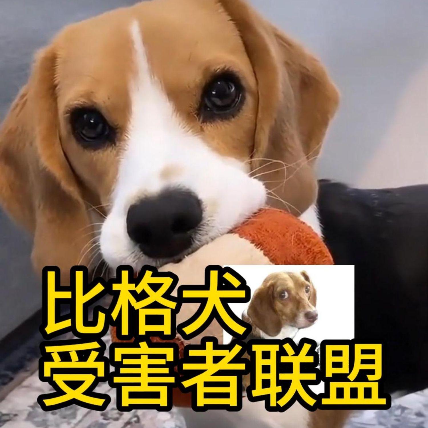 比格犬受害者联盟