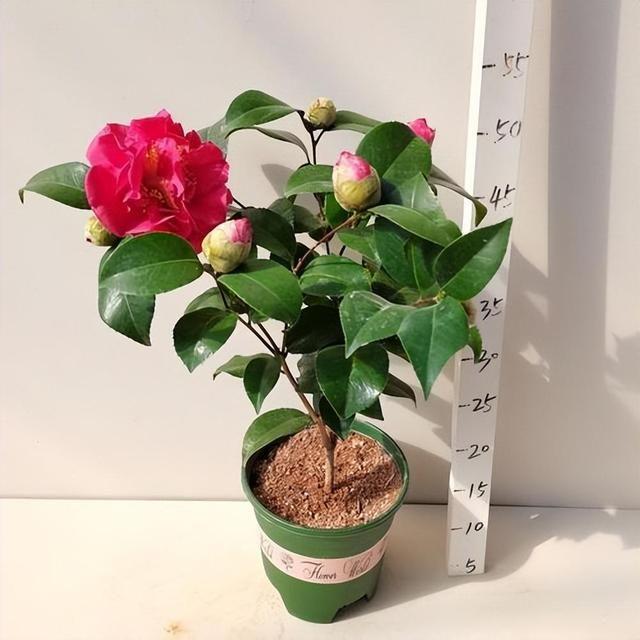 由你选择 伴奏封面
