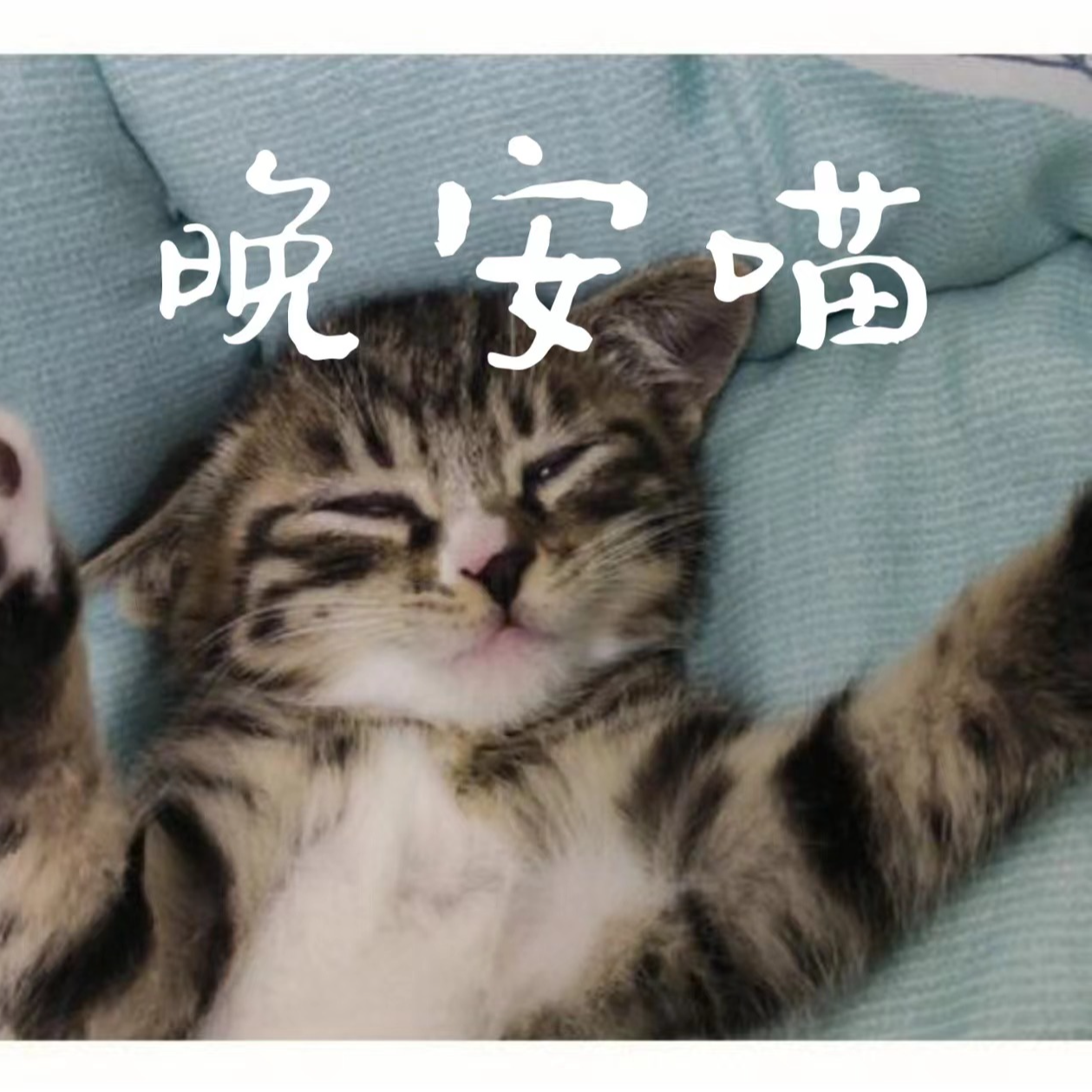 晚安喵封面