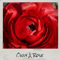 Only A Rose